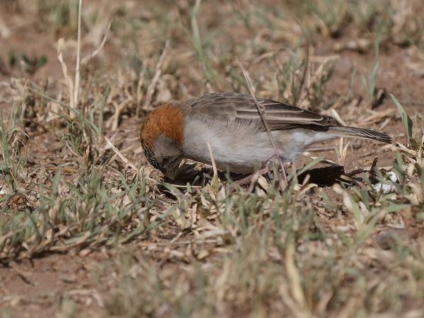 <h3><a href="/trips/tanzania/biota/animalia/chordata/aves/040 passeriformes/114 ploceidae/sporopipes frontalis/sporopipes frontalis-nl.html">Sporopipes&nbsp;frontalis</a> / Speckle‑fronted&nbsp;weaver / Schubkopwever</h3>OM-1 Mark II met OLYMPUS M.150-400mm F4.5, 1/2000 sec  bij F4.5, ISO 200, afstand 9&nbsp;m